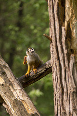 Common Squirrel Monkey on a branch in the rainforest. (Saimiri sciureus)