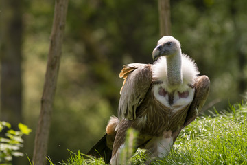 The griffon vulture (Gyps fulvus) in forest 
