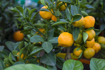 The fruits of mandarin are on the mandarin tree