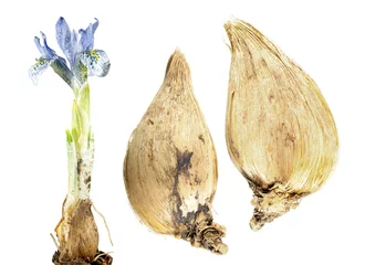 Crédence de cuisine en verre imprimé Iris Fleur bleu clair d& 39 iris d& 39 hiver avec ampoule isolé sur fond blanc. Hybride d& 39 Iris histrioides et d& 39 Iris winogradowii