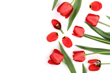 Beautiful red tulips on white background with copy space for text. Top view, flat lay