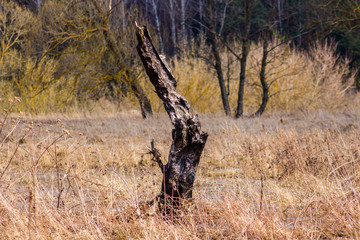 Remainder of burnt wood in wetlands, dry grass in spring