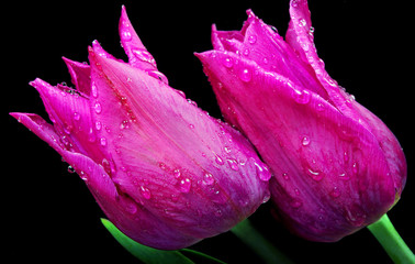 Obrazy na Szkle  Tulipany w kroplach rosy z bliska