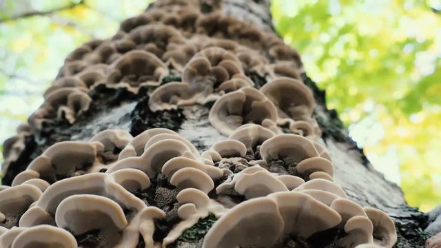 Mushroom that grows on the tree