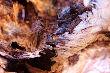 Ladybeetle in Stump