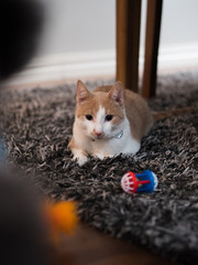 Kitten with his toy