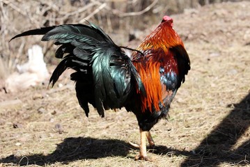 Brown Leghorn Rooster