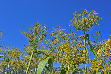 sorghum