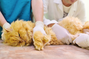 fluffy red cat on examination in a veterinary clinic