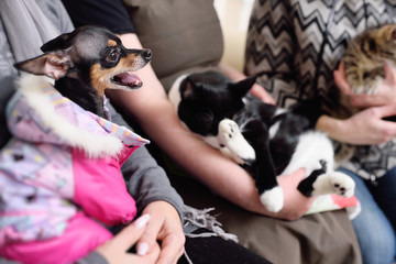 animals - cats and dogs in the queue for examination in a veterinary clinic