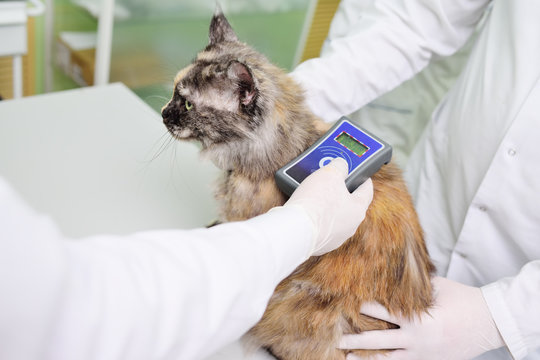A veterinarian is scanning a cat for a micro chip. Animal ID