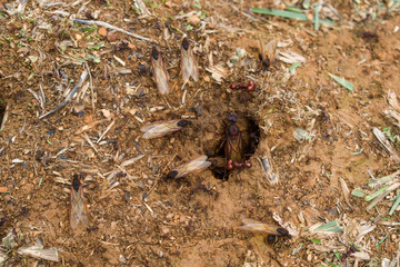 exit of ant queen arriera