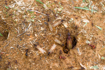 exit of ant queen arriera