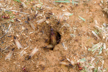 exit of ant queen arriera