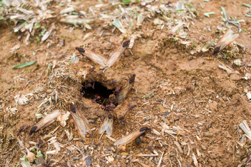 exit of ant queen arriera