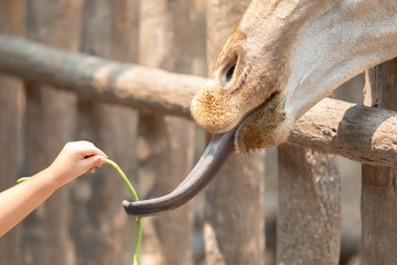 child feeding giraffes in zoo happilly