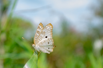 Butterfly 1