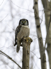 Northern Hawk Owl