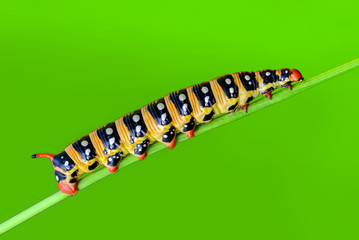 Сaterpillar - Stock Image