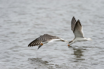 Juvenile Black Skimmer catches fish