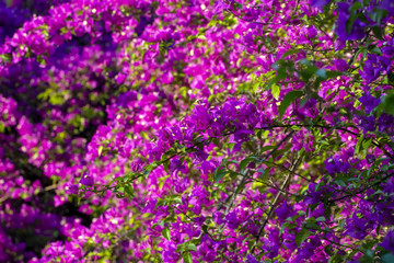 Obraz premium Flower - Stock Image