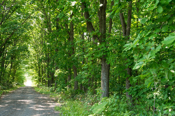 緑の森を抜ける砂利道