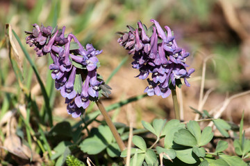 Purple flowers of fumewort or Corydalis solida