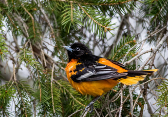 Baltimore Oriole (Icterus galbula) perched on an evergreen tree in springtime