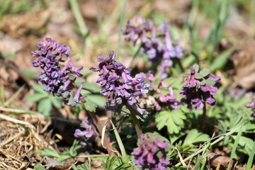 Purple flowers of fumewort or Corydalis solida