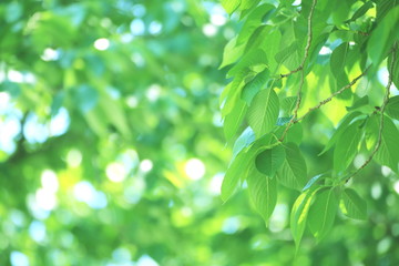 Fototapeta na wymiar 新緑　桜の葉