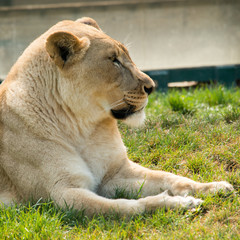 Lioness