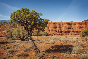 Capitol Reef National Park. Located in south-central Utah in the heart of red rock country,  this is a hidden treasure filled with cliffs, canyons, domes and bridges in the Waterpocket Fold.