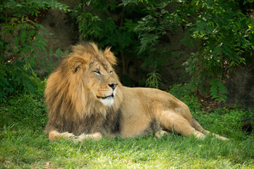 Lion