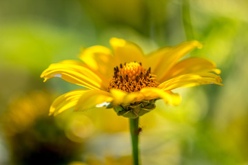 Brilliant yellow flower, with a blurred bokeh background, and a shallow depth of field. 