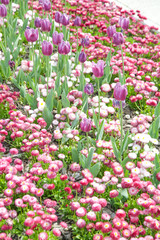 

Beautiful flowerbed in the park