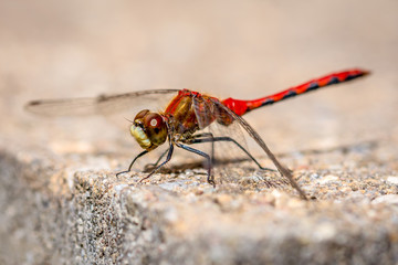 Macro shot of a tiny red and gold dragonfly resting in the sun.