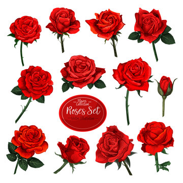 Set of red rose flower blooms with green leaves