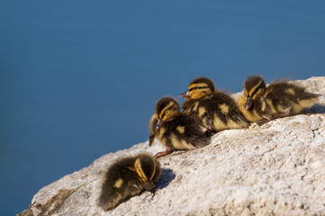 Sleepy Ducklings