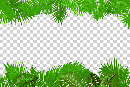 Web summer jungle frame banner. Green palm leaves template isolated transparent background. Vector abstract illustration. Realistic picture summer tropical Paradise mock up.