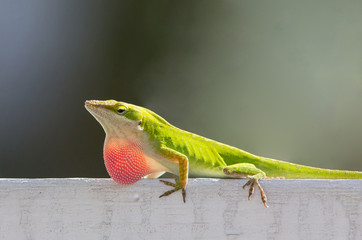 Male Carolina Anole Lizard Displaying Red Throat