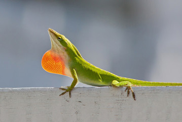 Male Carolina Anole Lizard Displaying Red Throat © kmm7553