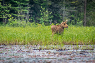 A young moose calf out stretching its legs beside the lake in early summer.  Algonquin Park, Ontario, Canada.