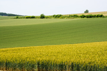 初夏のムギ畑
