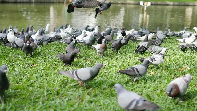 Domestic pigeon eating food in green public park