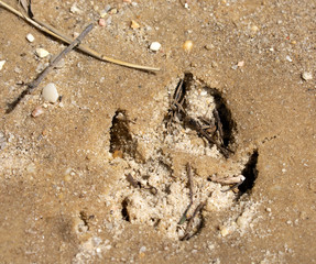 footprint