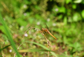 ショウジョウトンボ