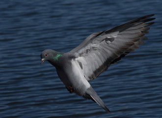 Flying Pigeon