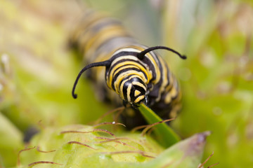 Monarch butterfly caterpillar