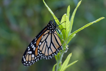 Monarch butterfly on Swam plant