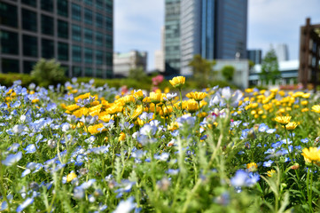ビルの谷間の花壇